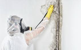 Reliable Grandview, IL Mold Removal Services Solutions